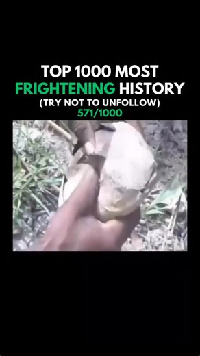 mostfrighteninghistory on Instagram: "Protopterus is a genus encompassing four distinct species of lungfish native to Africa. Recognized as the only genus within the family Protopteridae, Protopterus holds a unique place in the evolutionary tree, as it is grouped alongside Lepidosiren within the order Lepidosireniformes. These ancient freshwater creatures exemplify remarkable adaptations that have allowed them to survive in some of Africa’s most challenging aquatic environments."