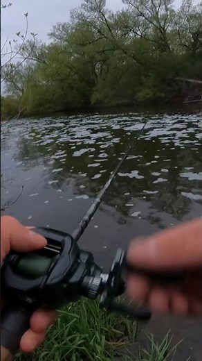 Shimano Curado Long Term Review #bassfishing #pikefishing #riverfishing #walleyefishing