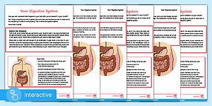Interactive PDF: The Digestive System Differentiated Reading Comprehension