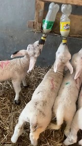 Happy Lambs 🥰 We had to do a bit of inventing… 😅 With lots of lambs to bottle feed, we can’t wait to welcome everyone back to the farm! 🍼 Only FOUR days to go until we reopen! | Streamvale Farm