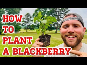 How to Plant a Blackberry Seedling