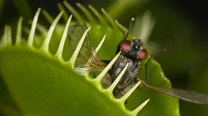 The secret of how the Venus flytrap “remembers” when it captures prey