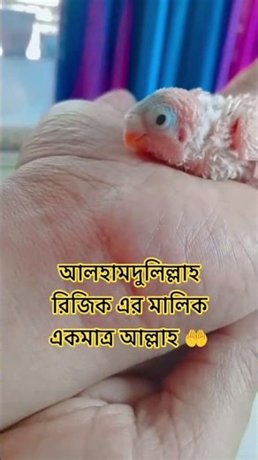 Alhamdulillah.. #shorts #viral #mijanur_rahman_ajhari #allah