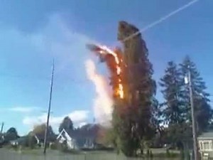 Caught On Cam Live - Tree Fire Explosion