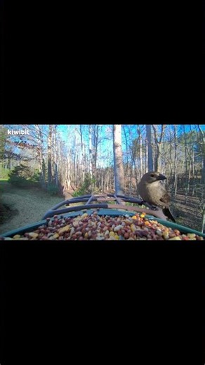 Female Cowbird#birds #birdingparadise #birdtrend #nature #wildlife