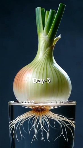 Spring Onion Growth Timelapse |🌱 #SpringOnion#Timelapse