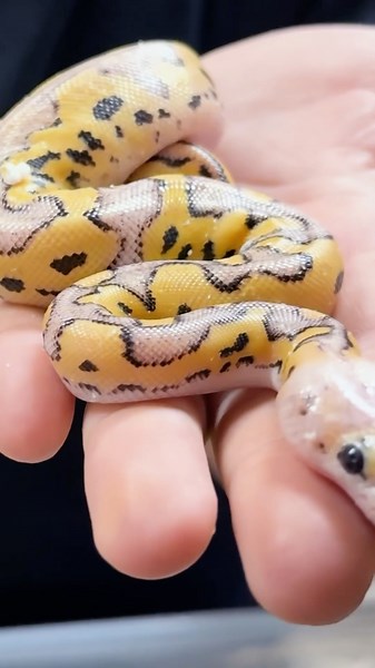 Ball pythons galore!!! 🐍 the coolest thing about snake breeding is seeing all the colors! 🌈
