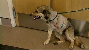 Dogs shot by arrows in Kananaskis now recovering after surgery