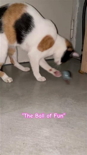 “A Kitten’s Playful Curiosity” #kitten #play #cat