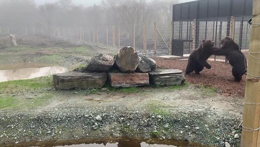 92K views · 2.5K reactions | Our brown bears have never had the chance to run, swim or play. They were kept in a small dirty concrete cage behind bars. Here at Wild Ireland we have provided them with a new home, where they are allowed to be bears again. We are so proud of these three bears. Despite their horrible past, they have adapted to their new life beautifully. They look so happy in their new home to have a second chance at life. Come see them soon | Wild Ireland | Facebook