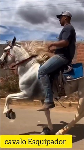 Well-trained gaited horse #horses #stables #horse