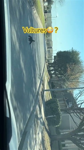 OMG😳 Kids 🧒👦are excited seeing Vultures? in the city of texas. #shorts