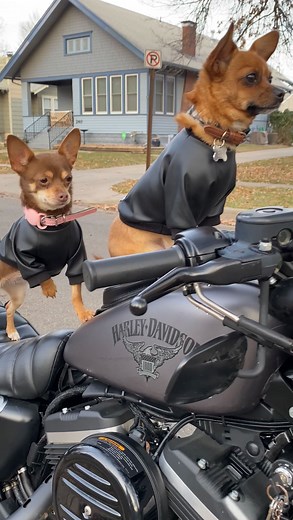 These pups are true ride or dies 🫡 (🎥: @two_chihuahuas89) | The Dodo