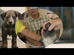 Unbelievable Mango Worm Removal | Extreme Dog Parasite Extraction & Animal Rescue