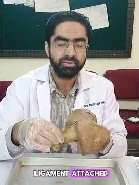 Anatomy & Spotting of Liver Specimen | OSPE & Viva Preparation for MBBS #shorts #shorts #liver