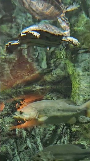 Beautiful Terrapin Exploring Its World! 🐢✨