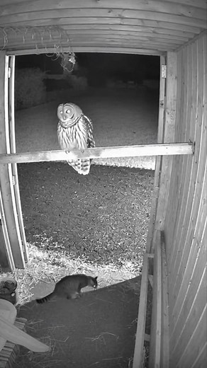 Giant Owl Defends Barn Territory From Stray Cat | Night CCTV Wildlife Encounter A tense and fascinating nighttime confrontation captured through eerie surveillance, showcasing the dominance of a powerful owl. ⚠️ This is an AI Generated Video created for cinematic and entertainment purposes only. | Vk viral | Facebook