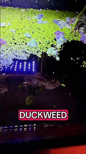 Dwarf Water Lettuce | Easy Floating Plant for Beginner Aquariums