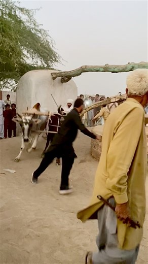 Old Kharas system in Punjab operating with oxen’s | لہندا پنجاب