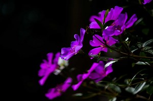 How to Care for a Tibouchina Plant