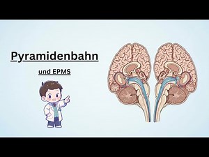 Pyramidenbahn & EPMS einfach erklärt – Motorik verständlich
