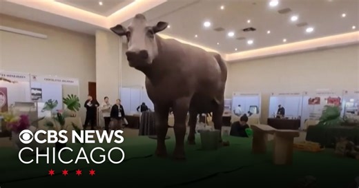 Life-size chocolate cow featured at festival in Osorno, Chile