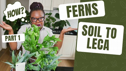 Moving Ferns From Soil to Leca For Beginners Part 1 Two Methods Compared