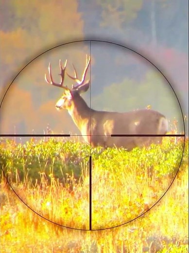 Giant Mule Deer Buck Dropped at Long Range!#hunting#wildlife#deerhunting#shorts#muledeer#bowhunting