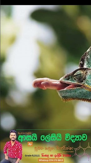 lizard eating insects. #science #technology #nature #lizard