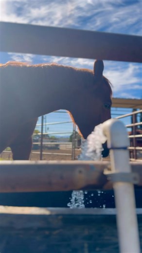 THIS CATS DASH N 25’ Colt💖 Proof that genetics don’t lie… Denver really said copy paste on this one 🤍💦” #LikeFatherLikeSon #CopyAndPaste #DenverTheStud #ThisCatsDashN #OnlyColt #MiniMe #FoalLife #WaterBaby #AQHA #BarnLife #NikKnackRanch #FutureAthlete 💦🐴 | Kelsea Nataren
