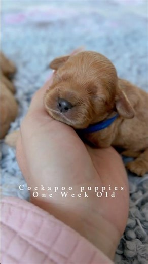 Our bright and colourful litter of Cockapoo puppies is now 1 week old! #cockapoo #cockapoopuppies