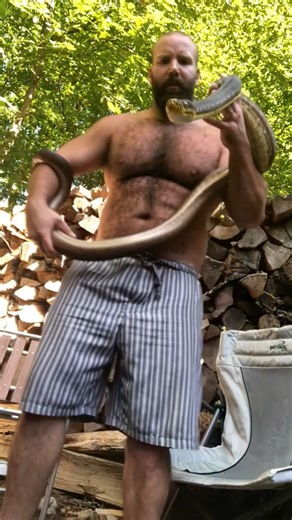 Is the Timor python 🐍 one of the best pet snakes ? #snakevideo #shortvideo