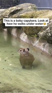 Baby capybaras, the largest rodents in the world, are born with their eyes open and are surprisingly good swimmers right from the start.They stay close to their mothers for protection and can start eating grass within just a few days. Capybaras love water, and baby capybaras are no different, often joining their family in the water for swims.Fun fact: Baby capybaras can hold their breath for up to five minutes and can even walk underwater, using their webbed feet to paddle along the riverbeds! V