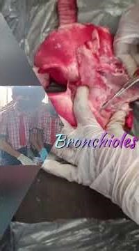 DISSECTION OF GOAT LUNGS #sudeshsir