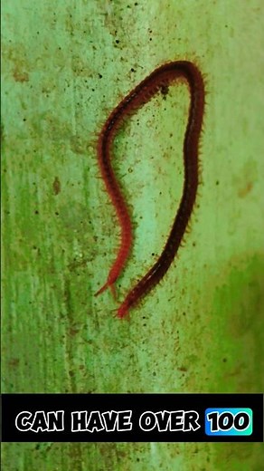 Soil Centipede Explained: The Underground Predator With 100+ Legs #SoilCentipede #CentipedeFact