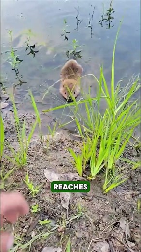 Beavers| The Master Builders Quietly Engineering Wetlands and Saving Entire Ecosystems
