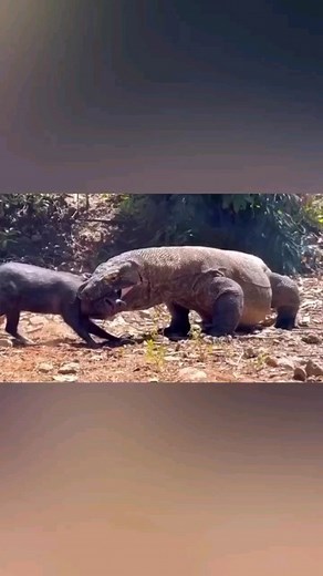 FULL VIDEO STILL UP! 🔞 | Komodo dragon eating a pig alive 😳 Follow @brutewrld 🩸 Follow @brutishnature 🦁 Follow @warcases 🪖 #natgeowildlife #nature... | Instagram