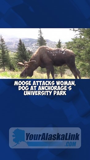 Another moose encounter has left a woman hospitalized in Anchorage—this time at University Park. With warmer weather drawing more people and pets outdoors, locals are sharing tips on how to stay safe. Wildlife officials urge everyone: stay alert and give moose plenty of space. #Anchorage #MooseAttack #AlaskaWildlife #DogSafety #WildlifeAwareness #UniversityPark | Your Alaska Link TV