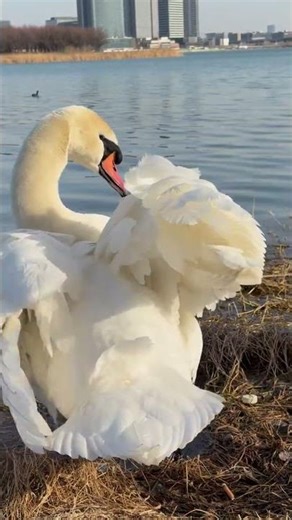 White Geese for Eggs, Meat & Pets: Full Breakdown