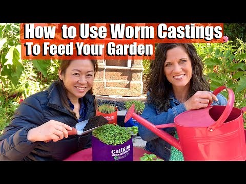 How to Use Worm Castings in Vegetable Garden, Increase Harvests/Feeding Your Garden #2