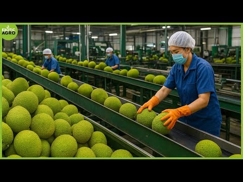 How Factories Process Millions of Jackfruits Daily