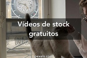 Vídeos de Gato Besando