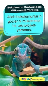 446K views · 5K reactions | Bukalemunların birbirinden bağımsız hareket edebilen gözleri yaklaşık 360 derecelik keskin bir görüş alanına sahiptir. Allah bukalemunların gözlerini mükemmel bir teknolojiyle yaratmış. Chameleons' eyes can move independently of each other and have a sharp field of vision of about 360 degrees. God has created the eyes of chameleons with perfect technology. | Kesin Bilgi | Facebook