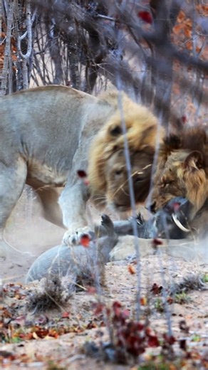 2.2M views · 35K reactions | Warthog Sacrifices Itself to Lions so Family Can Escape When a pair of lions dig into a warthog den, one adult sacrifices itself so the rest of the family can escape. While the lions are distracted pulling the adult out of the hole, the rest of the family, including a few babies, make a run for it, escaping to safety. Tinged by Heine Thom from KPS Safari & Tours in the Timbavati Game Reserve. | Latest Sightings - Kruger | Facebook