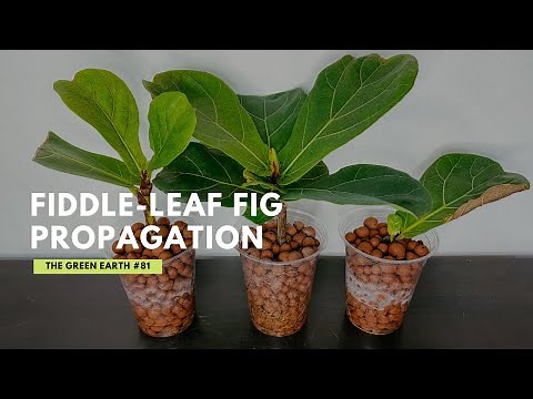#81 How to Propagate Fiddle-Leaf Fig from Cuttings? Ficus Lyrata Propagation | Indoor Plants