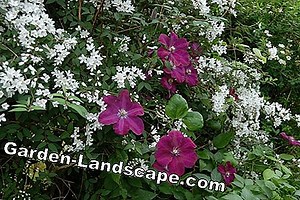 Plantas: Clematis Clematis 'Rouge Cardinal' - cuidado y corte | 2025