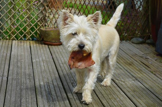 Can dogs eat raw chicken? Can dogs eat raw chicken bones? 10 Facts
