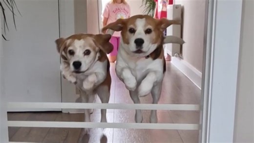 Beagles Try to Jump Over Tape‚ Fail!
