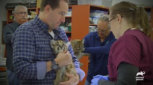 48K views · 1.1K reactions | Come along for a training session with some adorable Puma cubs!  Catch up with the Bronx Zoo and watch a new episode of #TheZoo starting now. | Animal Planet | Facebook