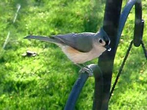 Tufted Titmouse